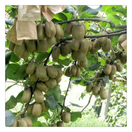 1米以上软枣猕猴桃小苗 软枣猕猴桃树苗生产基地