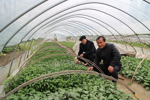 安徽省来安县三城镇建档立卡贫困户李亚径在自家田地里种下树苗,并在